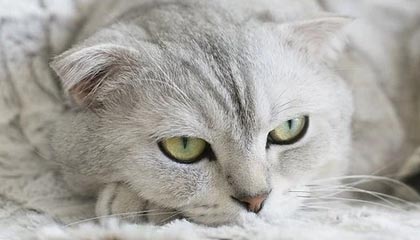 开云网页版-英雄联盟高校联赛火热报名中，校园战火燃起，英雄联盟高校联赛2021报名