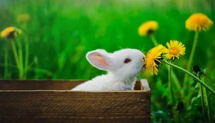 开云网页版-英雄联盟高校联赛火热报名中，校园战火燃起，英雄联盟高校联赛2021报名